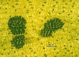 Dictyota dichotoma10